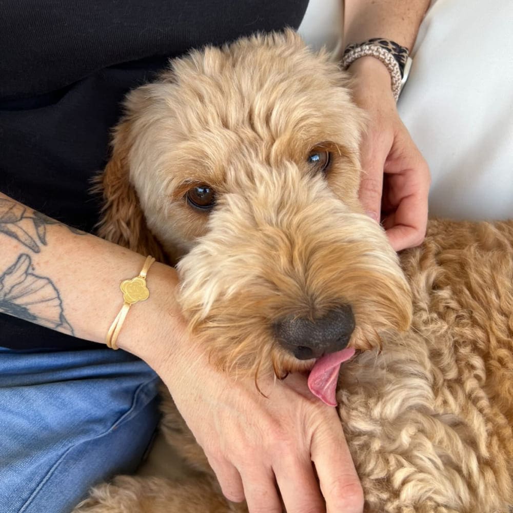 Armband mit Kleeblatt-Charm, 925 Silber